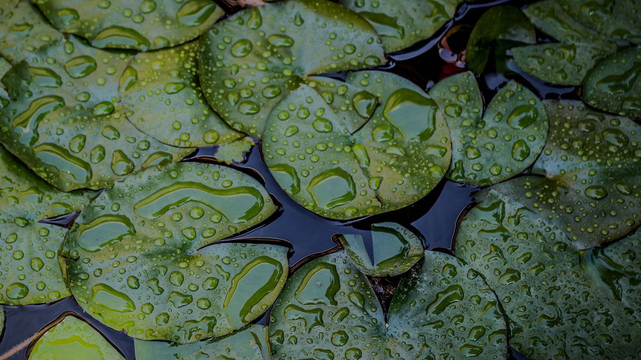 Lessons from Nature: Bioinspired Mechanically Durable and Self-healing Superliquiphilic/phobic Surfaces card thumbnail